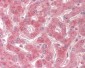 Functional TRAIL-R2 (human) Antibody, mAb(preservative free)
